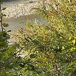 Kiwi * Bludenz