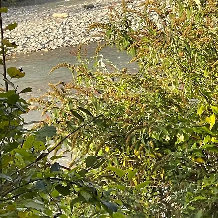 Kiwi * Bludenz